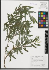 Foto von Salix purpurea L.